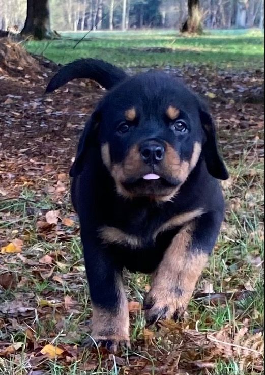 Nouvelle portée à l'élevage 