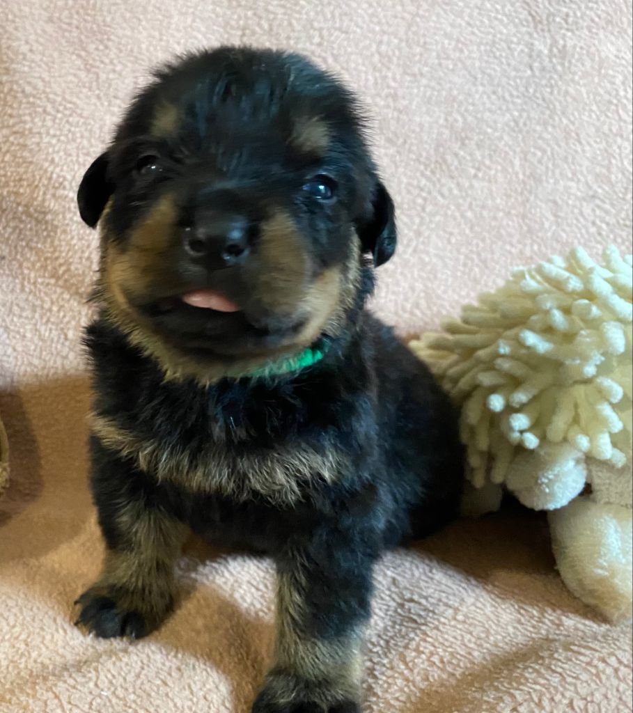 Vom Hause Orda - Chiots disponibles - Rottweiler