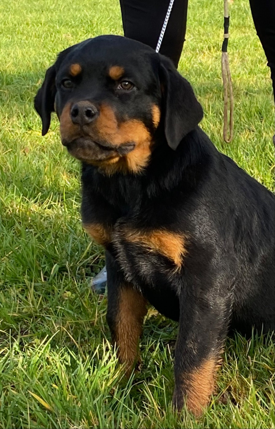 Vom Hause Orda - Chiots disponibles - Rottweiler