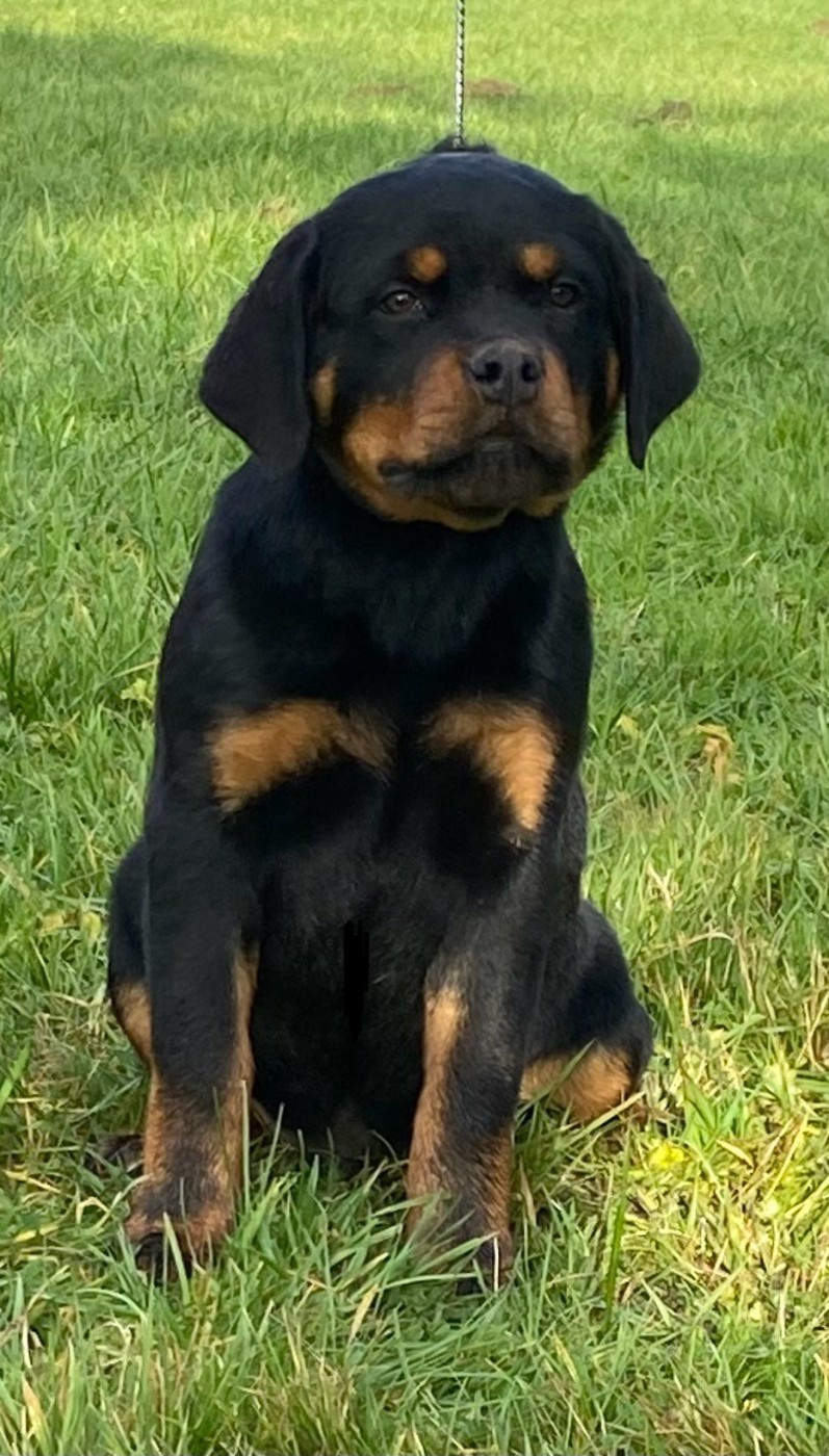 Vom Hause Orda - Chiots disponibles - Rottweiler