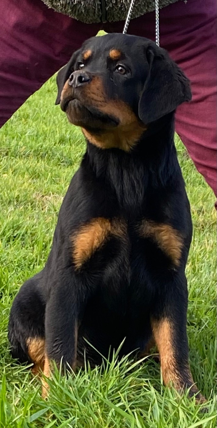 Vom Hause Orda - Chiots disponibles - Rottweiler