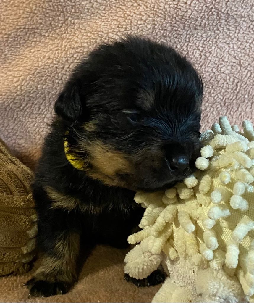 Vom Hause Orda - Chiots disponibles - Rottweiler