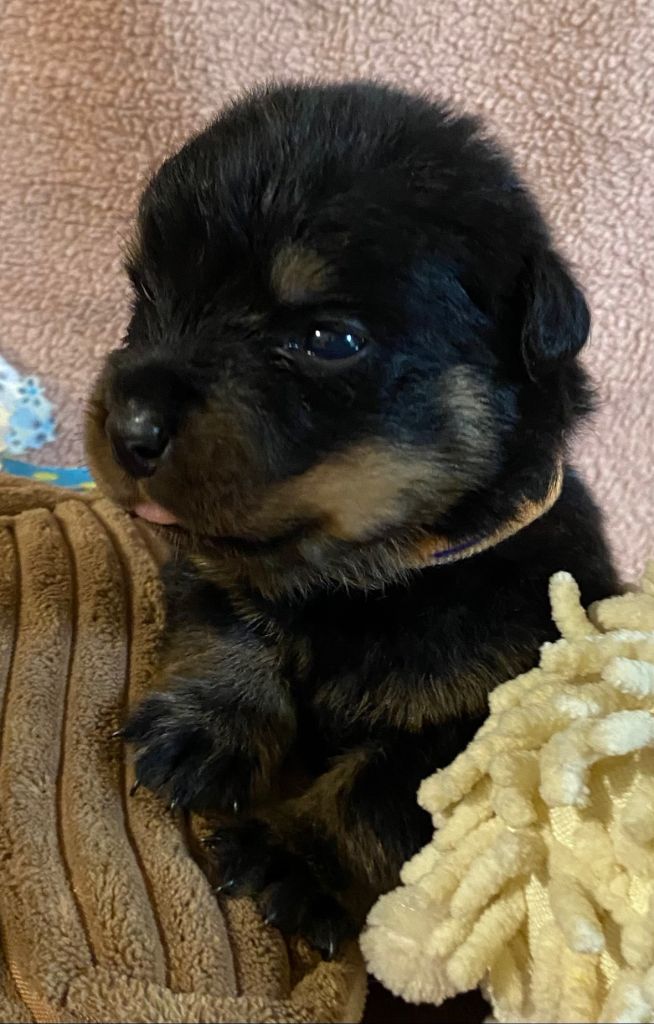 Vom Hause Orda - Chiots disponibles - Rottweiler