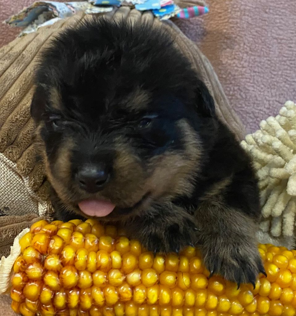 Vom Hause Orda - Chiots disponibles - Rottweiler