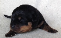 CHIOT