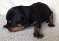 CHIOT