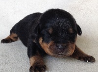 CHIOT