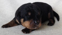 CHIOT