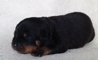 CHIOT