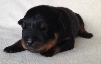 CHIOT