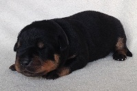 CHIOT