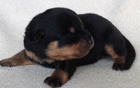 CHIOT