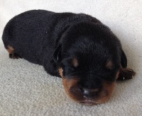 CHIOT