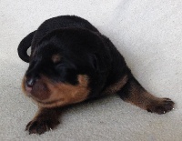 CHIOT