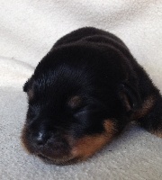 CHIOT