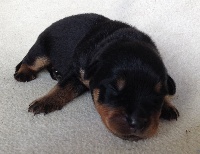 CHIOT