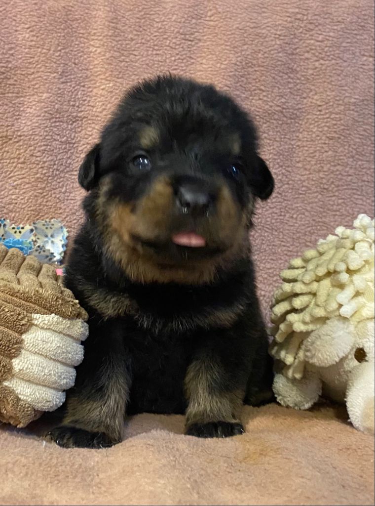 Vom Hause Orda - Chiots disponibles - Rottweiler