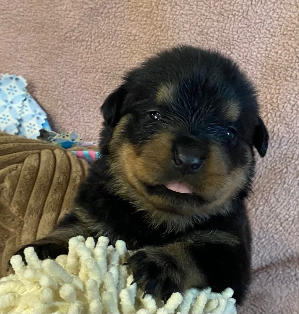 Vom Hause Orda - Chiots disponibles - Rottweiler